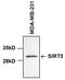 Sirtuin 3 antibody, MA5-14910, Invitrogen Antibodies, Western Blot image 