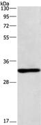 Napsin A Aspartic Peptidase antibody, PA5-50329, Invitrogen Antibodies, Western Blot image 