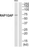 Rap1 GTPase-activating protein 1 antibody, abx014783, Abbexa, Western Blot image 