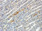 Platelet And Endothelial Cell Adhesion Molecule 1 antibody, orb10314, Biorbyt, Immunohistochemistry paraffin image 