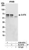 5-Hydroxytryptamine Receptor 6 antibody, A304-401A, Bethyl Labs, Immunoprecipitation image 