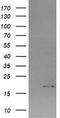 Cancer/Testis Antigen 1B antibody, TA505972AM, Origene, Western Blot image 