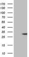 TNF-a antibody, TA808184S, Origene, Western Blot image 