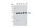 Zyxin antibody, 3553S, Cell Signaling Technology, Western Blot image 