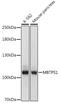 Membrane-bound transcription factor site-1 protease antibody, 16-508, ProSci, Western Blot image 