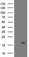 Putative uncharacterized protein C21orf34 antibody, CF502428, Origene, Western Blot image 