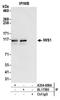 Interacts With SUPT6H, CTD Assembly Factor 1 antibody, A304-609A, Bethyl Labs, Immunoprecipitation image 