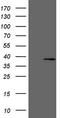 hMed6 antibody, LS-C798502, Lifespan Biosciences, Western Blot image 