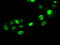 SATB Homeobox 1 antibody, TA500522, Origene, Immunofluorescence image 
