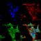Potassium Voltage-Gated Channel Subfamily C Member 2 antibody, SMC-492D-A594, StressMarq, Immunofluorescence image 
