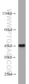 NELF-E antibody, 10705-1-AP, Proteintech Group, Western Blot image 