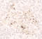 CCL2 antibody, A00056, Boster Biological Technology, Immunohistochemistry paraffin image 
