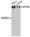 E1A Binding Protein P400 antibody, abx125818, Abbexa, Western Blot image 