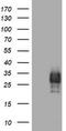 CD99 Molecule (Xg Blood Group) antibody, TA800819AM, Origene, Western Blot image 