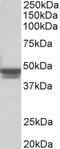 GFAP antibody, EB07478, Everest Biotech, Western Blot image 