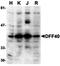 DNA Fragmentation Factor Subunit Beta antibody, orb74366, Biorbyt, Western Blot image 