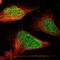 E1A Binding Protein P400 antibody, NBP1-88230, Novus Biologicals, Immunofluorescence image 