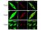 Phosphofructokinase, Muscle antibody, orb344337, Biorbyt, Immunofluorescence image 