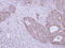 Galactosamine (N-Acetyl)-6-Sulfatase antibody, LS-C186141, Lifespan Biosciences, Immunohistochemistry paraffin image 