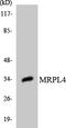 Mitochondrial Ribosomal Protein L4 antibody, LS-C200218, Lifespan Biosciences, Western Blot image 