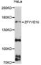 Zinc Finger FYVE-Type Containing 16 antibody, LS-C748213, Lifespan Biosciences, Western Blot image 