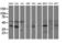 Serpin Family E Member 2 antibody, LS-C787081, Lifespan Biosciences, Western Blot image 
