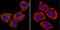 Protein Regulator Of Cytokinesis 1 antibody, NB100-74508, Novus Biologicals, Immunofluorescence image 