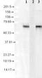 Heat Shock Protein Family A (Hsp70) Member 8 antibody, TA326362, Origene, Western Blot image 