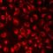 Ras-specific guanine nucleotide-releasing factor 1 antibody, orb412518, Biorbyt, Immunofluorescence image 