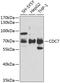 Cell division cycle 7-related protein kinase antibody, GTX53964, GeneTex, Western Blot image 