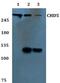Chromodomain-helicase-DNA-binding protein 6 antibody, PA5-37148, Invitrogen Antibodies, Western Blot image 