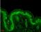 Erk1 antibody, NB110-96887, Novus Biologicals, Immunohistochemistry paraffin image 
