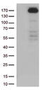 Ret Proto-Oncogene antibody, TA805940, Origene, Western Blot image 