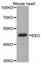 Polycomb protein EED antibody, orb376326, Biorbyt, Western Blot image 