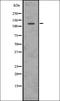 Unc-51 Like Autophagy Activating Kinase 1 antibody, orb336667, Biorbyt, Western Blot image 