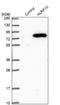 NLR Family Pyrin Domain Containing 10 antibody, NBP1-85557, Novus Biologicals, Western Blot image 