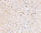 F-Box And Leucine Rich Repeat Protein 20 antibody, 4451, ProSci Inc, Western Blot image 
