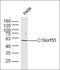 Proline And Serine Rich 3 antibody, orb182490, Biorbyt, Western Blot image 