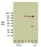 hSIRT1 antibody, BML-SA427-0100, Enzo Life Sciences, Western Blot image 
