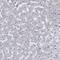 Myosin VIIB antibody, HPA039131, Atlas Antibodies, Immunohistochemistry frozen image 