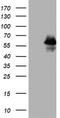 p53 antibody, TA802996AM, Origene, Western Blot image 