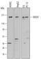 Dedicator of cytokinesis protein 1 antibody, AF7070, R&D Systems, Western Blot image 