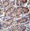 Ring Finger Protein 5 antibody, LS-C162665, Lifespan Biosciences, Immunohistochemistry frozen image 