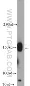 Protocadherin 9 antibody, 25090-1-AP, Proteintech Group, Western Blot image 