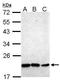 Homeobox protein Nkx-2.8 antibody, GTX101580, GeneTex, Western Blot image 