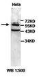 Putative adenosylhomocysteinase 2 antibody, orb77420, Biorbyt, Western Blot image 