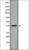 Transcription Factor 19 antibody, orb338767, Biorbyt, Western Blot image 