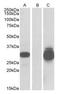 Desumoylating Isopeptidase 2 antibody, AP23656PU-N, Origene, Western Blot image 