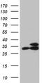 Ribosomal Protein L7a antibody, TA811794S, Origene, Western Blot image 