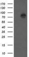 Catenin Beta 1 antibody, CF502408, Origene, Western Blot image 